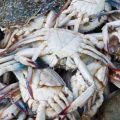 Cancer: Nurturing Wellbeing at Home – Self-Care Habits for the British Crab