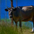 Taurus: The Art of Slow Living – Health Practices for the Contented Bull