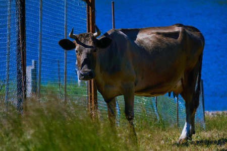 Taurus: The Art of Slow Living – Health Practices for the Contented Bull