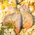 Cancer’s Nurturing Nature in UK Professions: Roles that Fit the Caring Crab