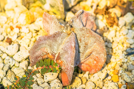 Cancer’s Nurturing Nature in UK Professions: Roles that Fit the Caring Crab