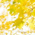 Falling Leaves and Rising Signs: How the Zodiac Prepares the UK for Autumn