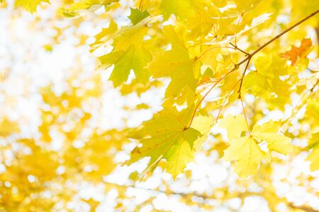 Falling Leaves and Rising Signs: How the Zodiac Prepares the UK for Autumn
