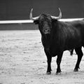 Taurus in the UK: Navigating Finances and Investments Like a Savvy Bull