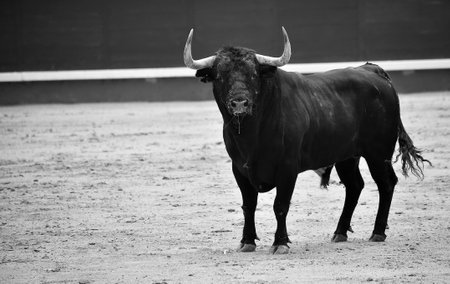 Taurus in the UK: Navigating Finances and Investments Like a Savvy Bull