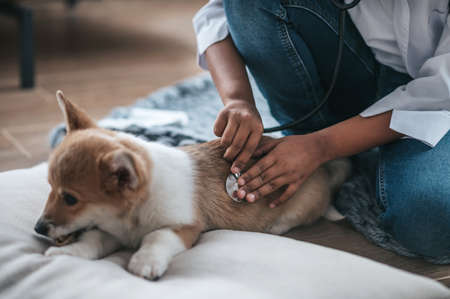 Pets and the Moon: Emotional Rhythms and Lunar Behaviour in British Animal Companions