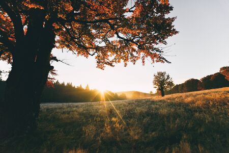 The Healing Nature of Cancerians: Traditional British Wellness, Folklore, and Remedies