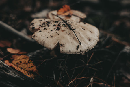 The Influence of Traditional British Folklore and Myth in Modern UK Astrology